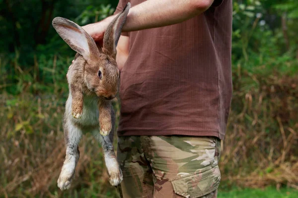 rabbit in hands of man