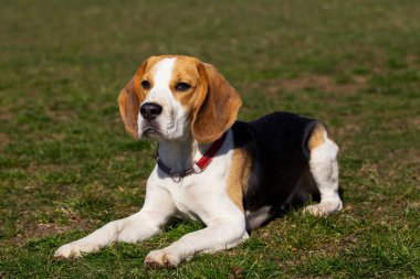 köpek doğurmak beagle