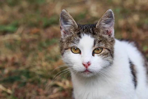 Gato na grama — Fotografia de Stock