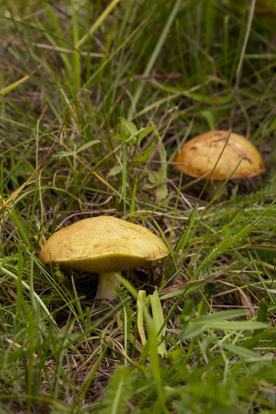 De eetbare paddestoelen — Stockfoto