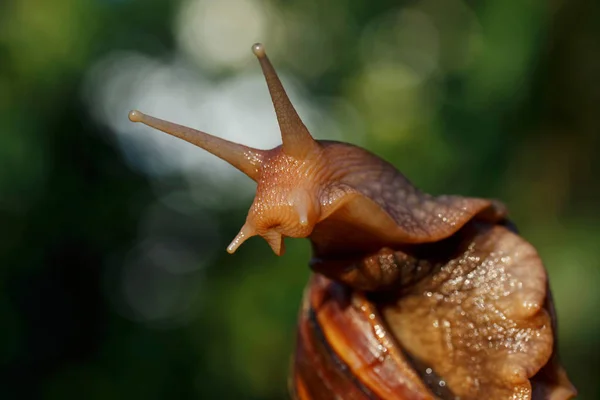 Den stora snigeln Achatina — Stockfoto