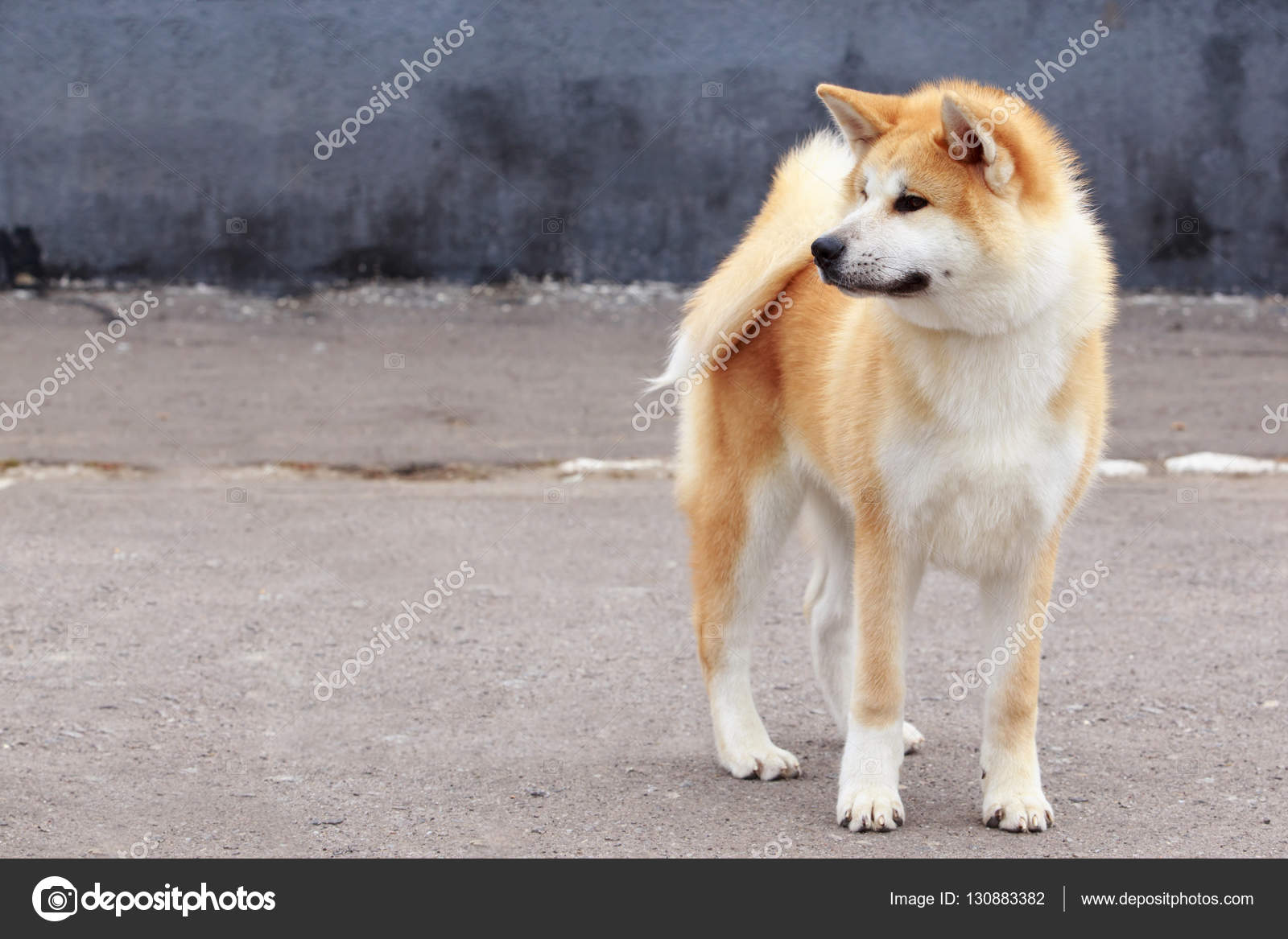 Chien De Race Akita Inu Photographie Deviddo 130883382
