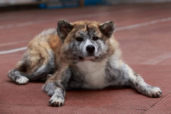 Порода собак akita inu — стоковое фото