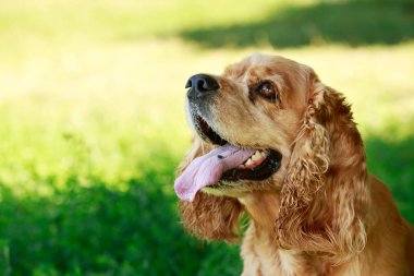 Amerikan Cocker Spaniel köpek doğurmak