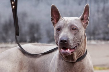 köpek doğurmak Tay Ridgeback