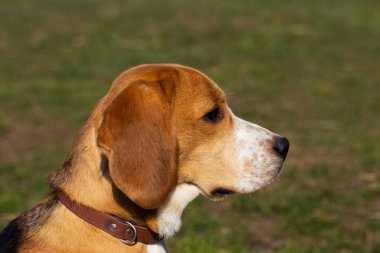 köpek doğurmak beagle