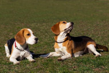 beagle köpek yetiştirmek