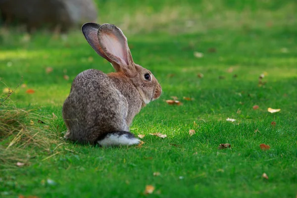 Le lapin gris — Photo