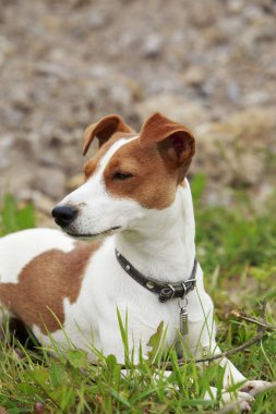 Jack Russell Terrier köpek