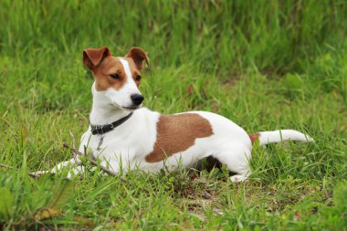 Jack Russell Terrier köpek