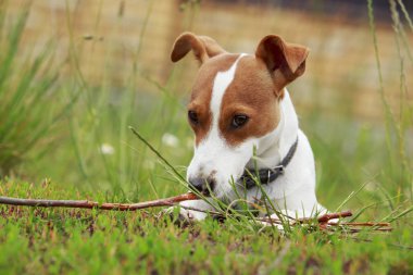 Jack Russell Terrier köpek