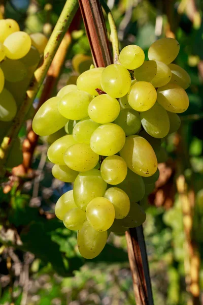 Ramo de uvas maduras —  Fotos de Stock