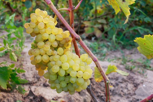 Grupka dojrzałych winogron — Zdjęcie stockowe