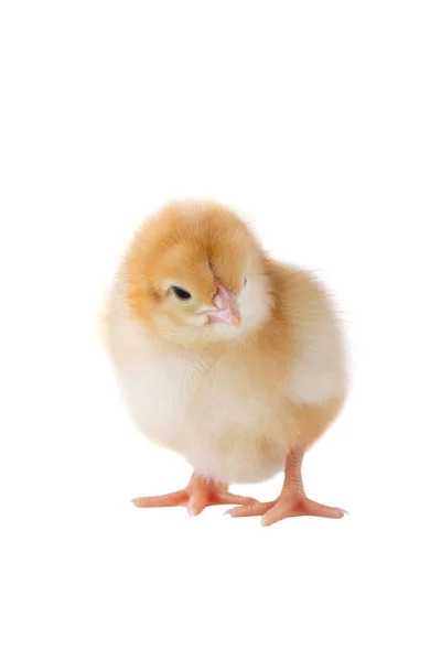 A kis csirke — Stock Fotó