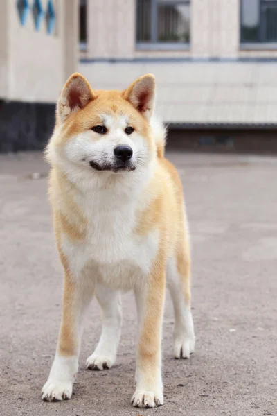犬の品種秋田犬 — ストック写真