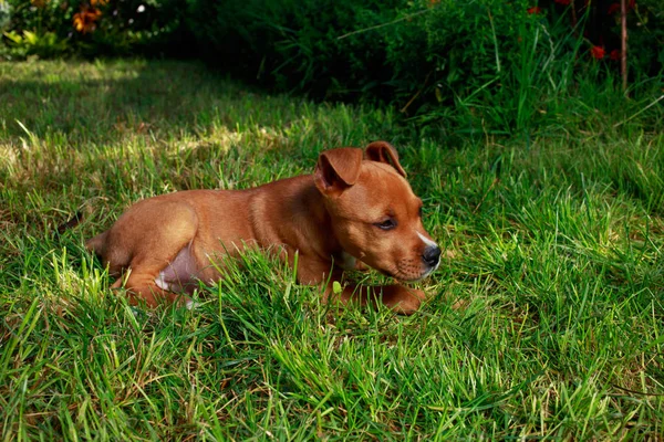 강아지 품종 아메리칸 스 태 포드 셔 테리어 — 스톡 사진