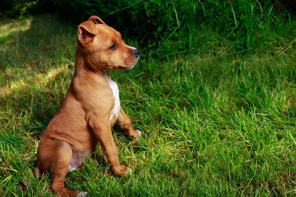 Valp rasen American Staffordshire Terrier — Stockfoto