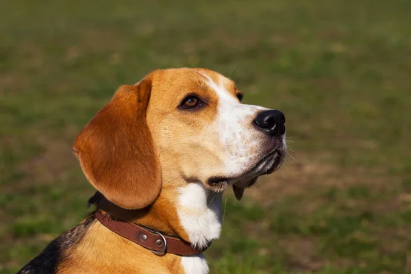 Psa plemene beagle — Stock fotografie