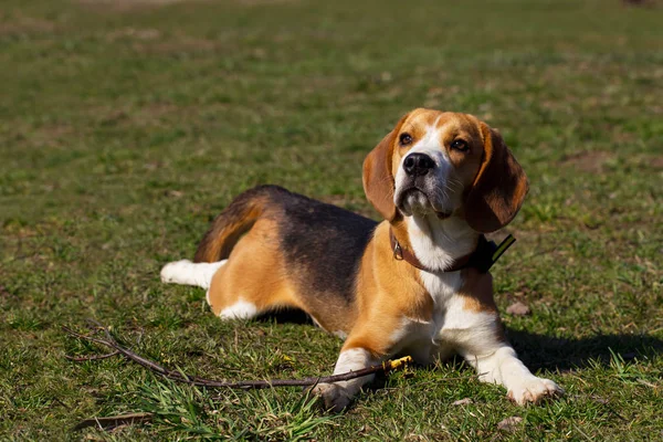 Dog breed beagle — Stock Photo, Image