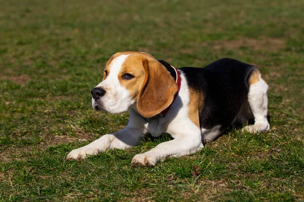 Raza de perro beagle — Foto de Stock