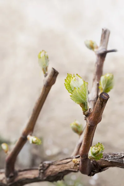 Germoglio d'uva — Foto Stock