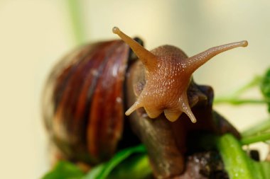 büyük Achatina salyangoz