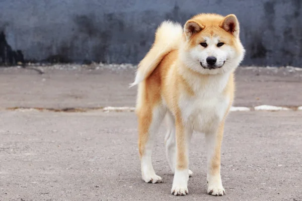 Raza de perro akita inu —  Fotos de Stock