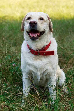 labrador köpek doğurmak