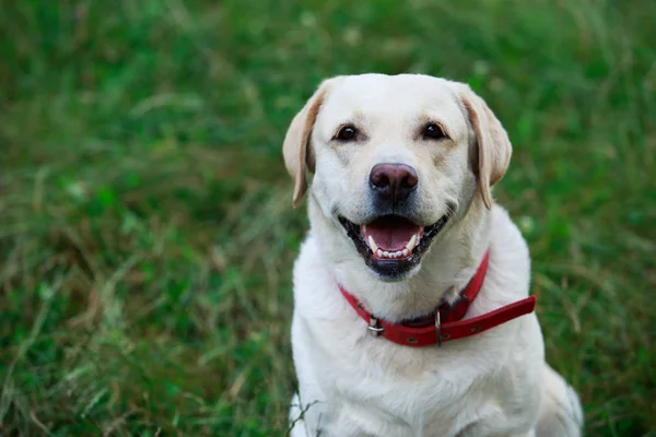 Rasa de câini Labrador — Fotografie, imagine de stoc