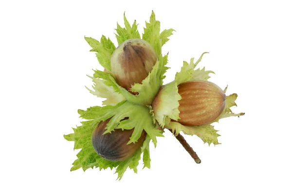 Segenggam hazelnut — Stok Foto