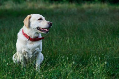 labrador köpek doğurmak