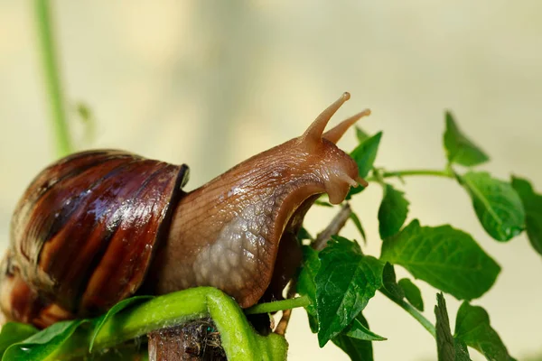 De grote Achatina slak — Stockfoto