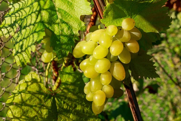 Grappolo d'uva matura — Foto Stock