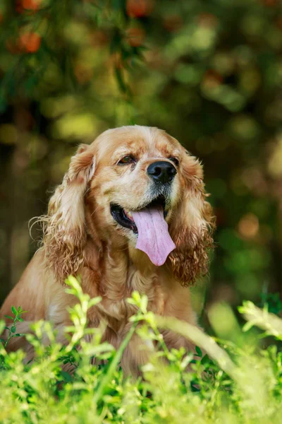 Pies rasy Cocker Spaniel amerykański — Zdjęcie stockowe