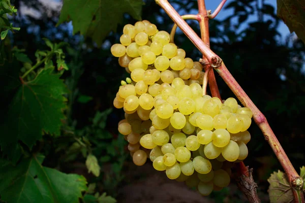 Ramo de uvas maduras —  Fotos de Stock