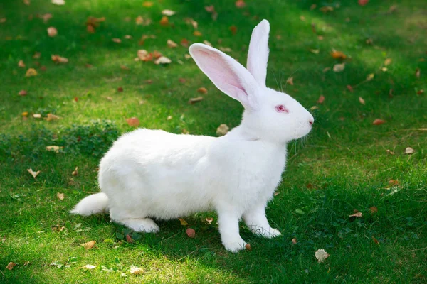 Bílý králík — Stock fotografie