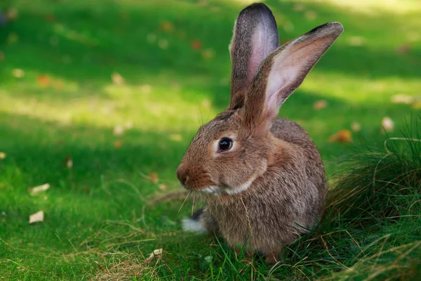 El conejo gris —  Fotos de Stock