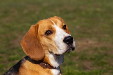köpek doğurmak beagle