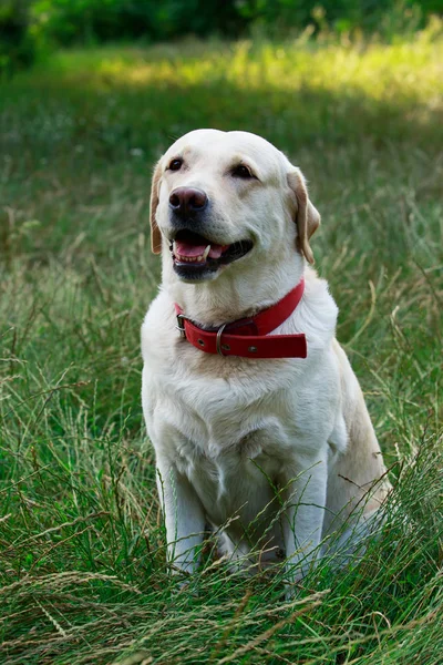 Raça cão Labrador — Fotografia de Stock