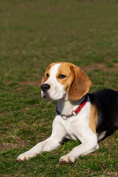 Raza de perro beagle — Foto de Stock