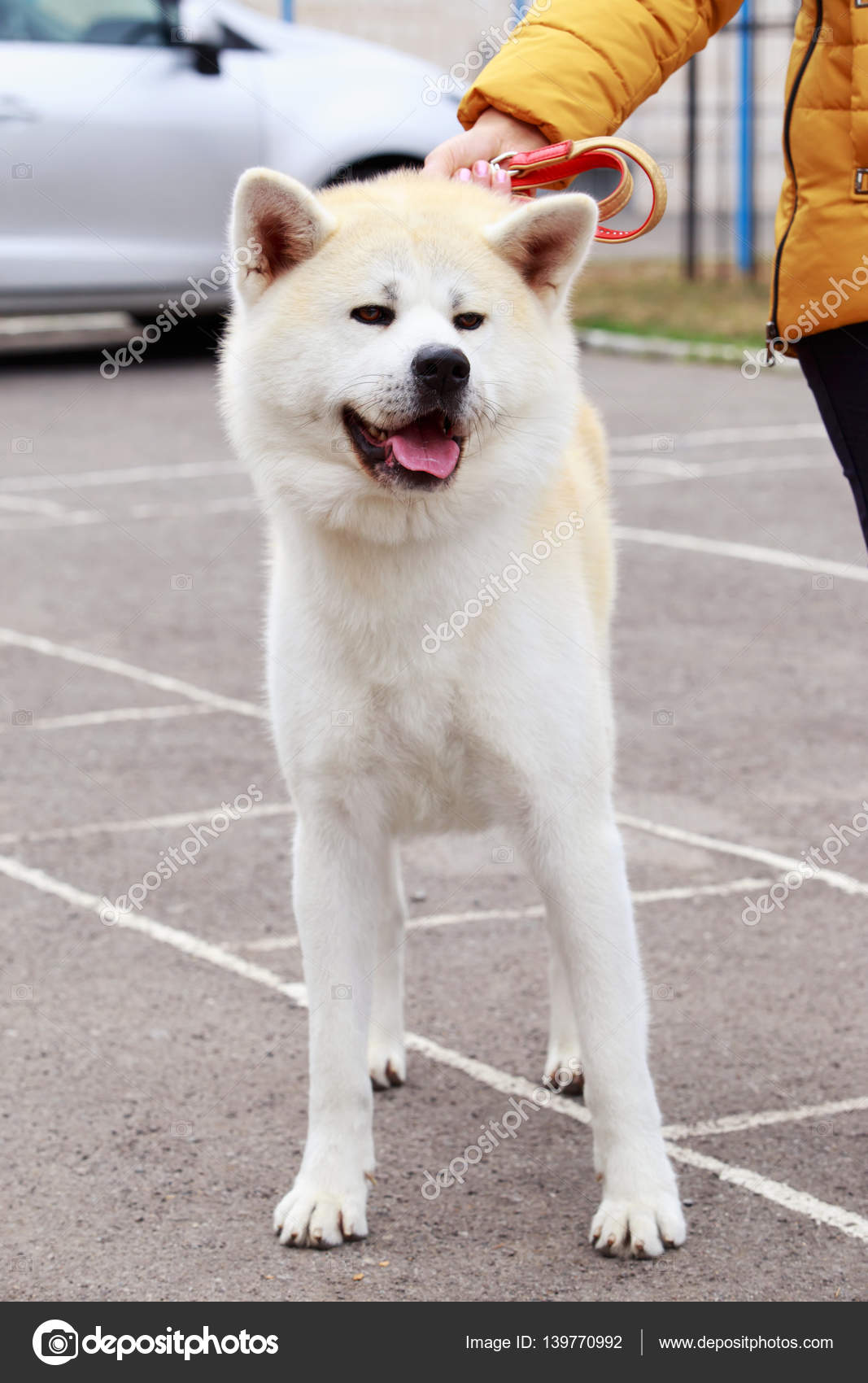 Chien De Race Akita Inu Photographie Deviddo 139770992