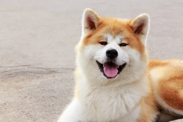 Raza de perro akita inu — Foto de Stock