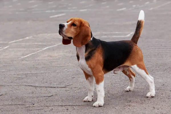 Raza de perro beagle — Foto de Stock