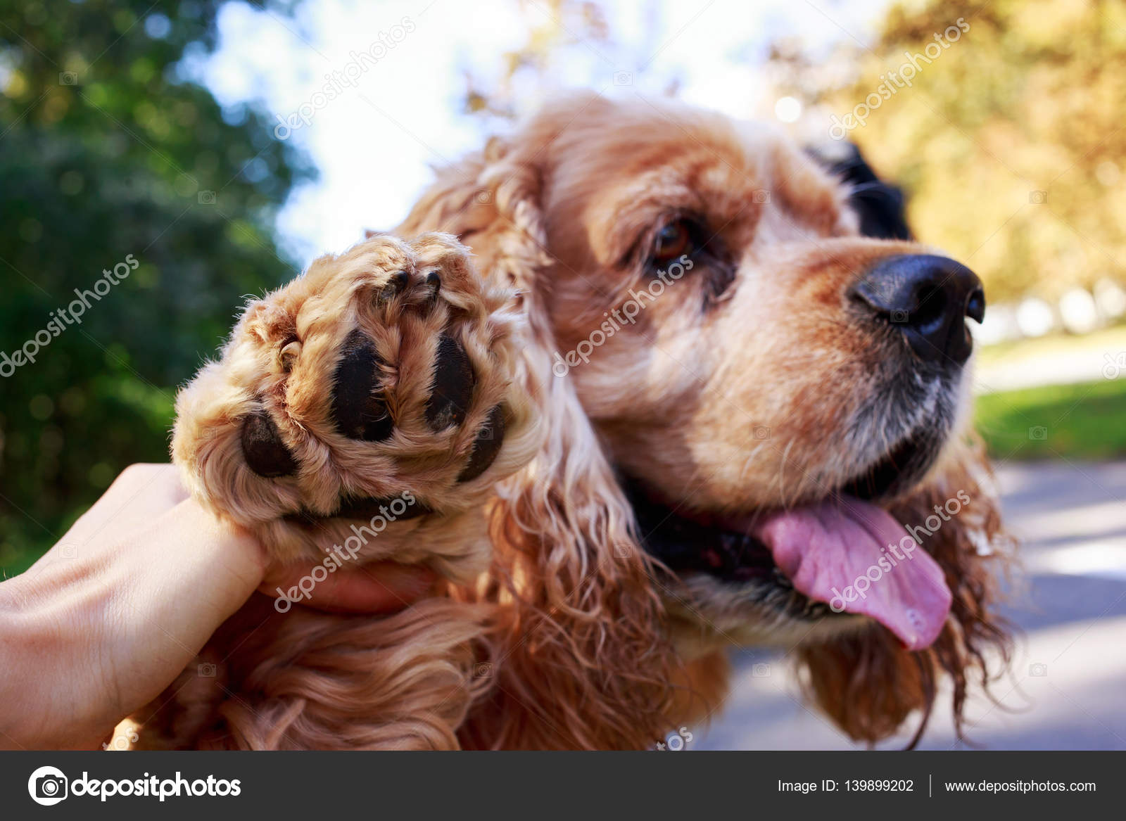 Cheerful Hunter - Cocker Spaniel American Cheerful Hunter - Cocker Spaniel American