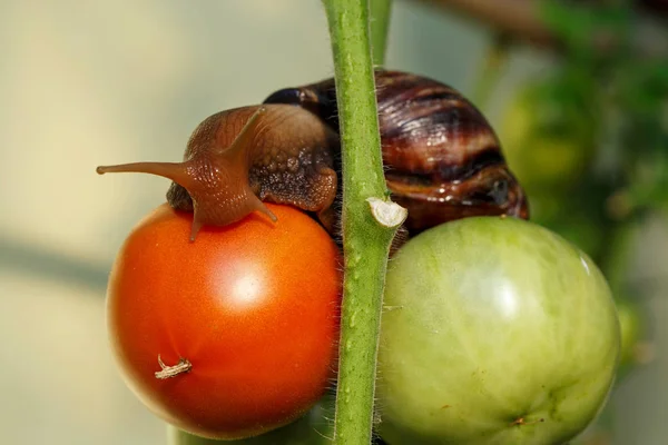 La grande chiocciola di Achatina — Foto Stock