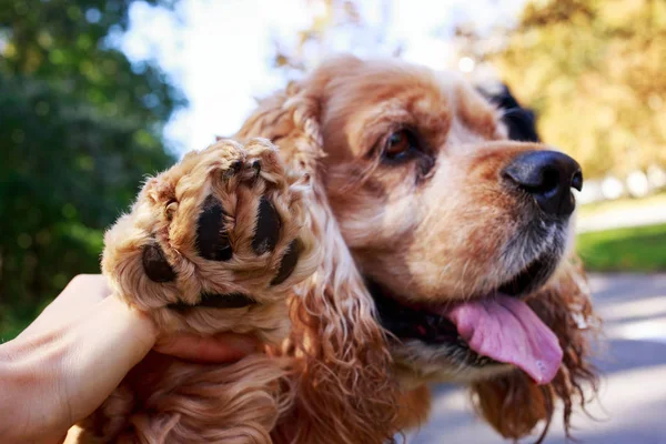 dog; breed; American; Cocker; Spaniel; pet; animal; hunting; paw