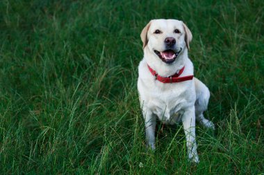 labrador köpek doğurmak