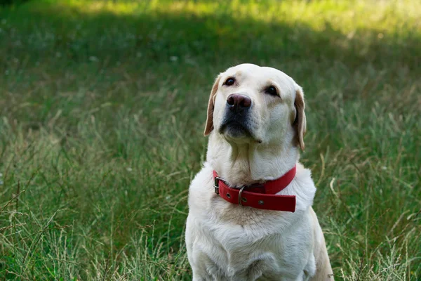 Raza de perro Labrador — Foto de Stock