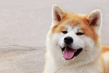 Köpek cinsi akita inu