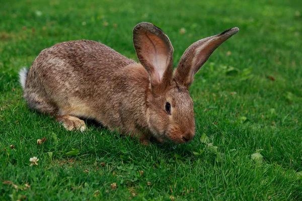 El conejo gris — Foto de Stock